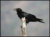 australian_raven_03093