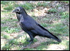 australian_raven_06433