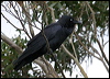 australian_raven_14229