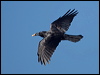 australian_raven_151989