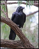 australian_raven_38201