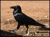 australian_raven_80956