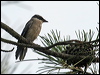 azure_winged_magpie_52988