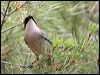 azure_winged_magpie_54052
