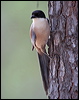 azure_winged_magpie_54056