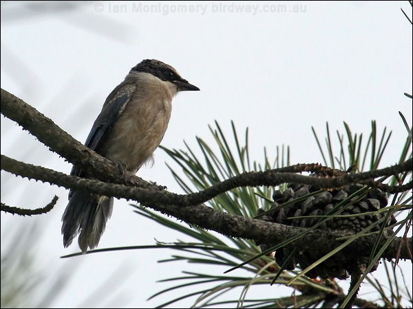 Azure-winged Magpie azure_winged_magpie_52988.jpg