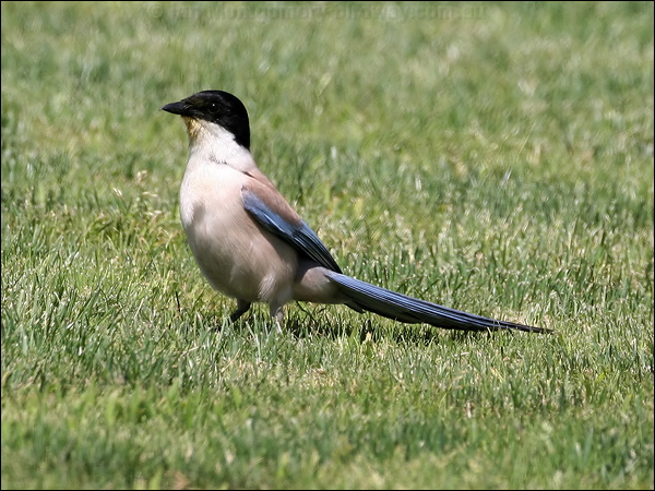 Azure-winged Magpie azure_winged_magpie_53587.jpg