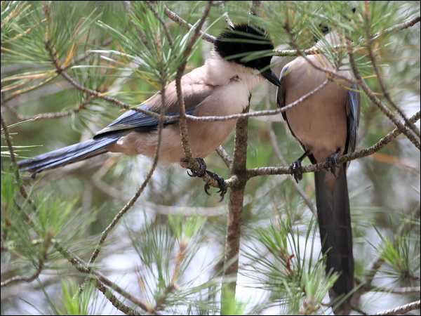 Azure-winged Magpie azure_winged_magpie_54049.jpg