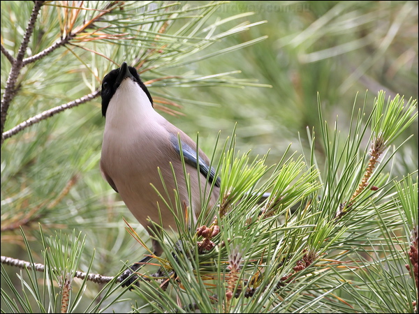 Azure-winged Magpie azure_winged_magpie_54052.jpg