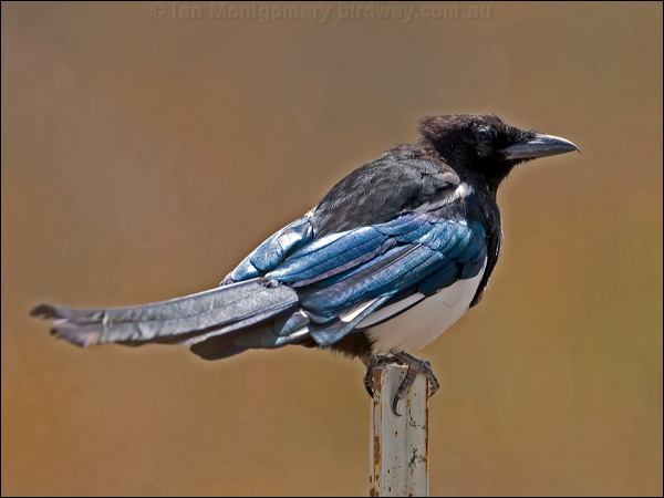 Black-billed Magpie black_billed_magpie_109502.psd