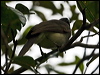 brown_jay_113041