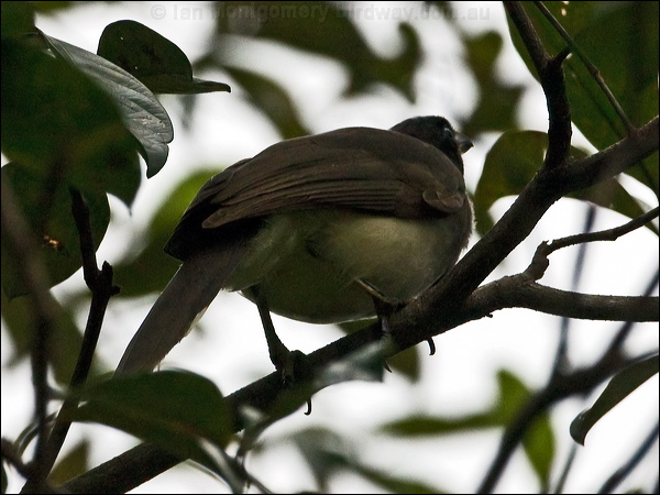 Brown Jay brown_jay_113041.psd