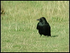 carrion_crow_06033