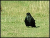 carrion_crow_06036
