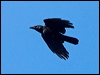 carrion_crow_160693