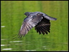 carrion_crow_160700