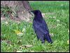 carrion_crow_169219