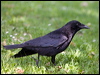 carrion_crow_169222