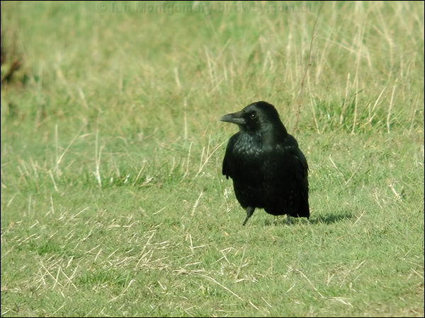 Carrion Crow carrion_crow_06033.jpg