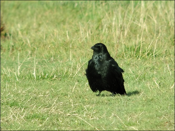 Carrion Crow carrion_crow_06036.jpg