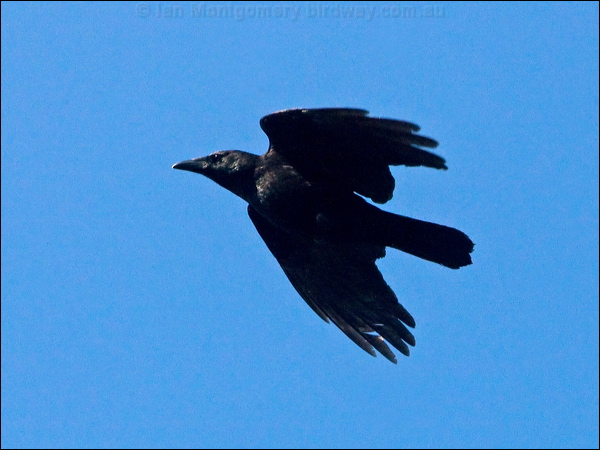 Carrion Crow carrion_crow_160693.psd