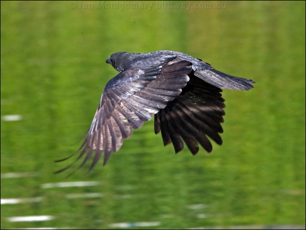 Carrion Crow carrion_crow_160700.psd