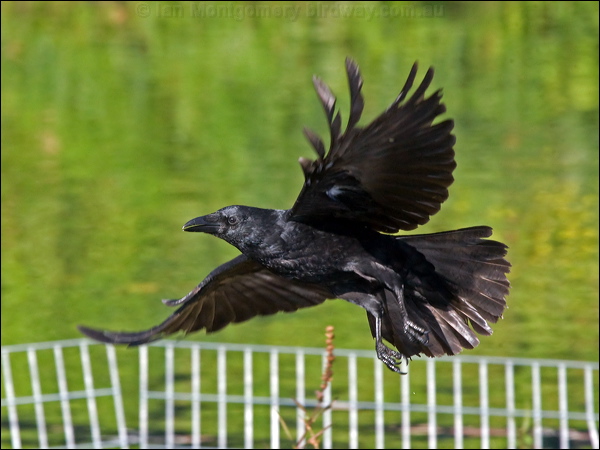 Carrion Crow carrion_crow_160702.psd