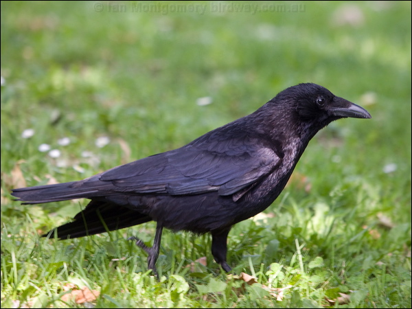 Carrion Crow carrion_crow_169222.psd