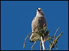 clarks_nutcracker_110905
