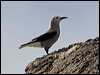 clarks_nutcracker_110920