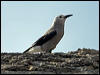 clarks_nutcracker_110923