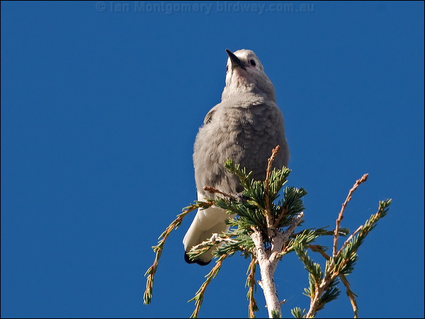 Clark's Nutcracker clarks_nutcracker_110905.psd
