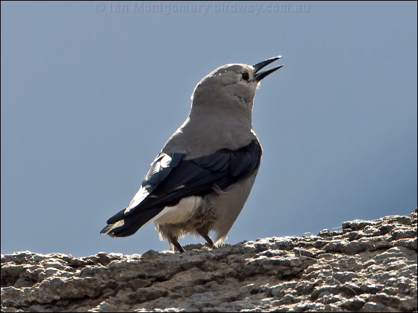 Clark's Nutcracker clarks_nutcracker_110919.psd