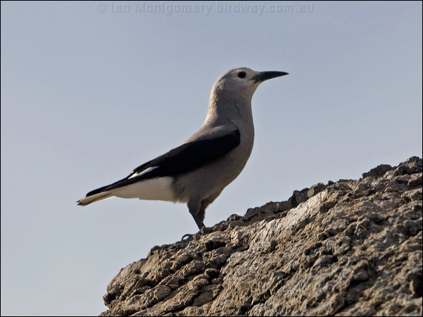Clark's Nutcracker clarks_nutcracker_110920.psd