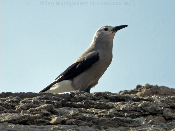 Clark's Nutcracker clarks_nutcracker_110923.psd