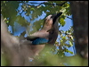 eurasian_jay_162540