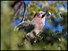 eurasian_jay_162547