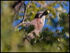 eurasian_jay_162549