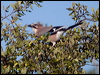 eurasian_jay_162570