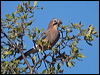 eurasian_jay_162579
