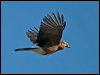 eurasian_jay_162589