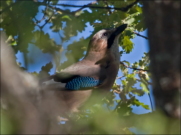 Eurasian Jay eurasian_jay_162540.psd