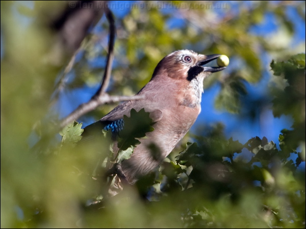 Eurasian Jay eurasian_jay_162547.psd