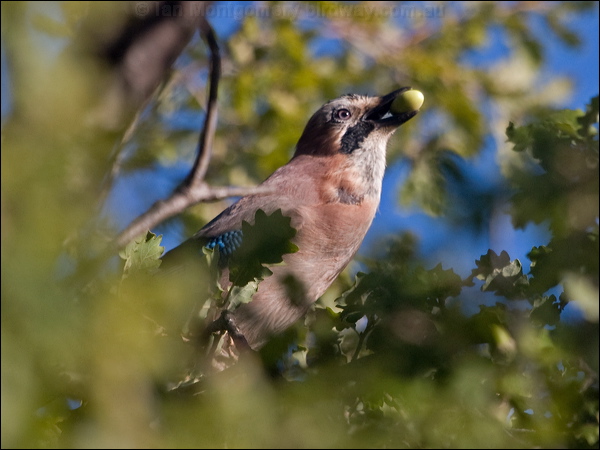 Eurasian Jay eurasian_jay_162549.psd