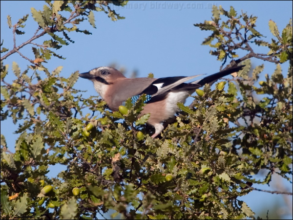Eurasian Jay eurasian_jay_162570.psd