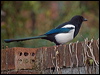 eurasian_magpie_160537