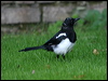 eurasian_magpie_19004