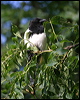 eurasian_magpie_19015