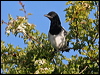 eurasian_magpie_52937