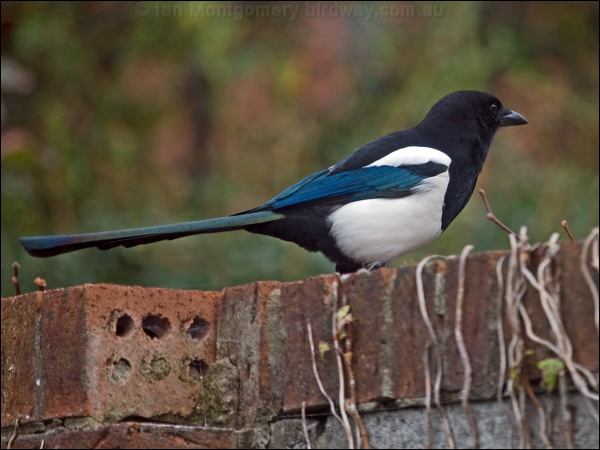 Eurasian Magpie eurasian_magpie_160537.psd
